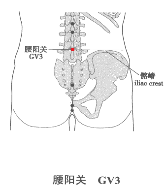腰陽關穴位圖