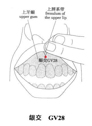 齦交穴位圖